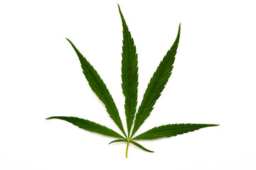 canabis marijuana leaf sativa weed hemp hash leafs
