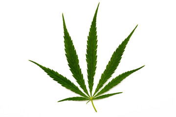 canabis marijuana leaf sativa weed hemp hash leafs