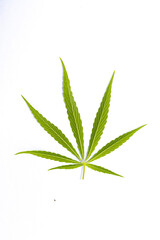 canabis marijuana leaf sativa weed hemp hash leafs