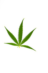 canabis marijuana leaf sativa weed hemp hash leafs