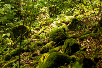moss on rocks in forest