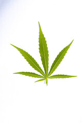 canabis marijuana leaf sativa weed hemp hash leafs