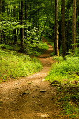 path in the forest