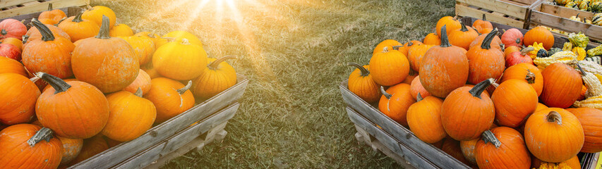 
autumn background banner panorama - sales booth of a farmer on the meadow with many different colored autumnal pumpkin varieties in a rustic wooden box, illuminated by the shining glowing sun