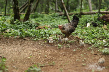 free range chicken