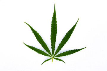 canabis marijuana leaf sativa weed hemp hash leafs