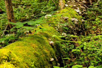 Fototapeta premium moss covered stem with mushrooms