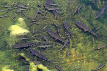 Isola del Liri, Italy - July 22, 2017: Fauna in the Liri river