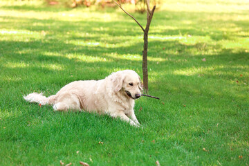 Cute funny dog on green lawn in park
