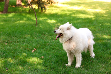 Cute funny dog on green lawn in park