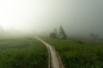 霧の中の木道