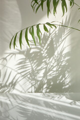 Natural branches of evergreen tropical palm plant with shadows on a wall.