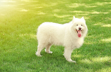 Cute dog on green lawn in park