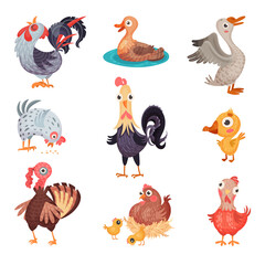Feathered Farm Birds with Hen and Duck Vector Set