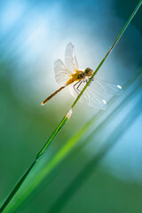 libellule sympetrum © Thierry