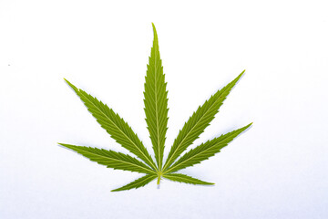 Naklejka na ściany i meble canabis marijuana leaf sativa weed hemp hash leafs