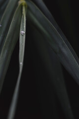 dark bamboo