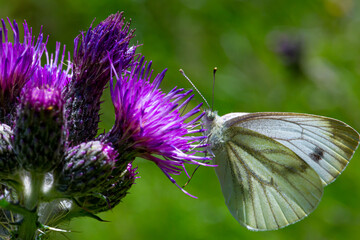 white butterfly on purple thistle flower