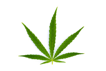 canabis marijuana leaf sativa weed hemp hash leafs