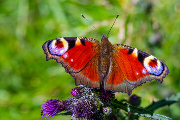 Fototapeta na wymiar close up of peacock butterfly on meadow