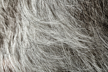 Fototapeta premium Grey hair of old human, closeup