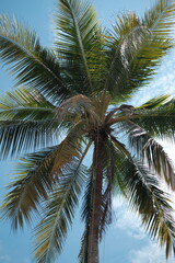 Fototapeta na wymiar the palm tree and clear blue sky 