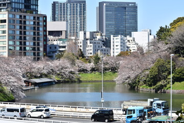 東京都千代田区 千鳥が淵の桜とお堀