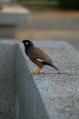 Mynas  and soft blur background, on concrete wall