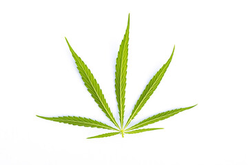 canabis marijuana leaf sativa weed hemp hash leafs