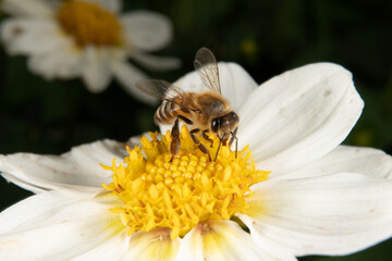 Obraz premium Honeybee