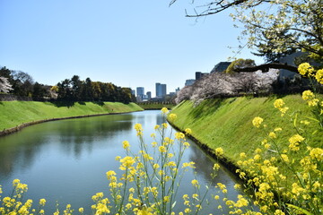 東京都千代田区 千鳥が淵の桜とお堀