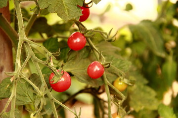 Tomates cerise du jardin