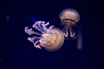 Pink-orange jellyfish in the blue ocean water, abstract background