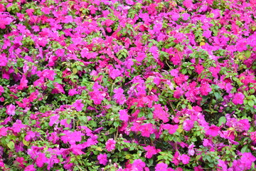 field of pink tulips