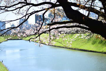 東京都千代田区 千鳥が淵の桜とお堀