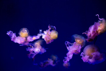 Obraz na płótnie Canvas Pink-orange jellyfish in the blue ocean water, abstract background