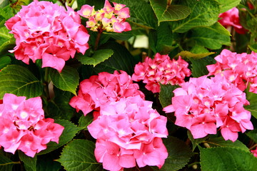 Hortensia rose