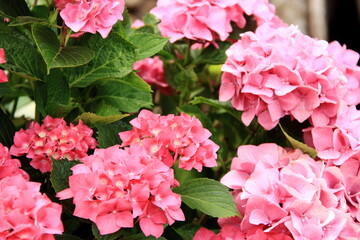 Hortensia rose