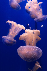 Pink-orange jellyfish in the blue ocean water, abstract background