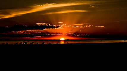 Fototapeta na wymiar Sunset over the sea with seagulls