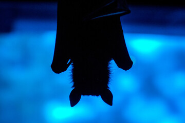 Silhouette of a bat on a blue background
