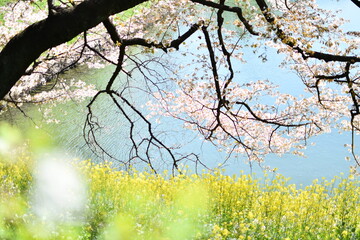 東京都千代田区 千鳥が淵の桜とお堀