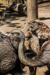 Fototapeta premium The Emu at the Budapest Zoo. Hungary