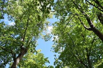 tree in the sky