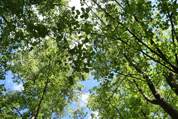 green leaves and sky