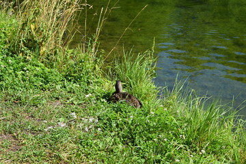 duck in the pond