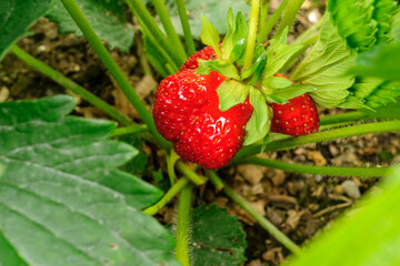 Natural ripe garden strawberry on a bush branch