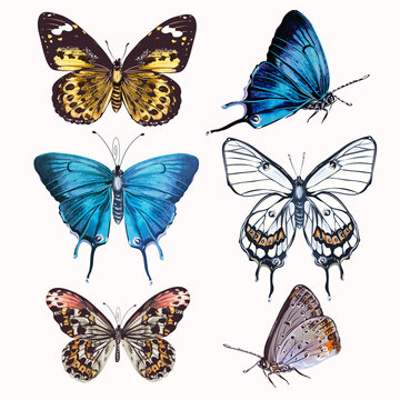 Collection of vector realistic butterflies for design in vintage style