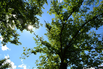 trees in the sky