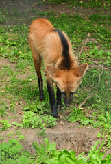 Funny Maned wolf (Chrysocyon brachyrus) © valeriyap